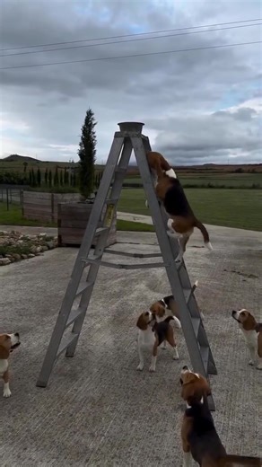 Hope this baby sloth makes your day better! 🥰🤗 • 📸 Via 📷 [@toucanrescueranch](https://www.instagram.com/toucanrescueranch/) All credit are reserved for their respective Owners | Beagle Unity