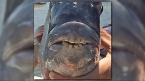 Weird | Fish reeled in with human-like teeth off SC coast