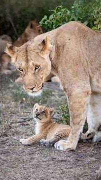 A Mother Lioness Taking Her Cub to Safety | Maasai Mara National Reserve | Travins World