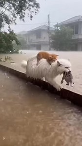 Kucing parsi selamatkan kucing kampung waktu banjir #Sora2 #AI #banjir | Cik Noraini Aini