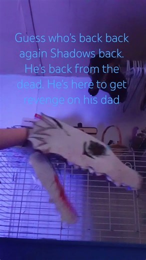 Shadow Lore Pt 4 🖤🌑{(#dragonpuppetcommunity #dragon #dragonpuppets #lore )}🌑🖤