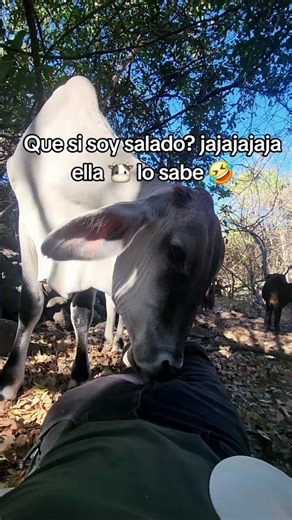 alex.Dubai (@alex.dubai13)’s videos with Paloma ajena - Agua Marina