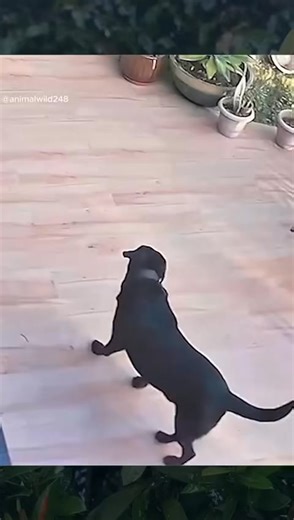 10K views · 114 reactions | Leopard are very fast whenever they’re on target  #wildlife #WildlifeKingdom #leopard #dog | Wildlife Kingdom | Facebook