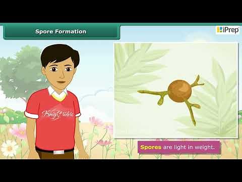 Spore Formation | Reproduction in Plants | Science | Class 7th | iPrep