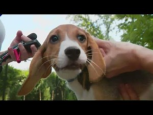 16 Beagle puppies arrive at the Fairfax County Animal Shelter