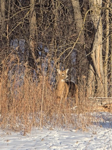 Shed Hunting Tips for Finding Deer Antlers