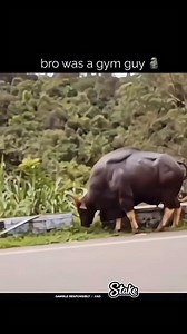 3.1K views · 19 reactions | Have you ever seen red bull | Best bodybuilders | Facebook