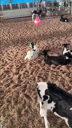 The cow's future begins in the calf barn.