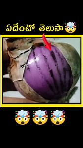 😱Vammo #onions#facts #aspergillus #telugufacts | FactoPedia Telugu