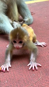 Monkey baby and mom 🥰 #baby #monkey #reels #cute #monkeys #animals | Amit Kumar Sahoo