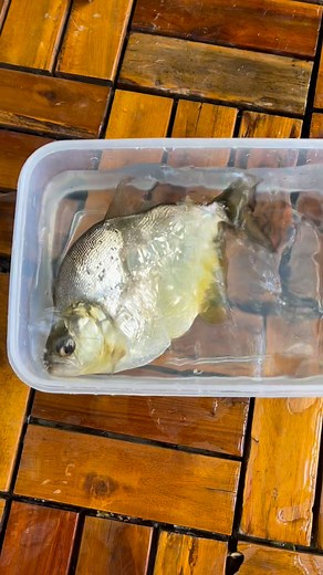 16K views · 253 reactions | Brandtii piranha color under sunlight  | Nguyen Hanh | Facebook