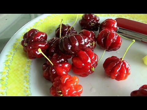 Tropical Cherries - Surinam Cherry, Star Gooseberry | Video