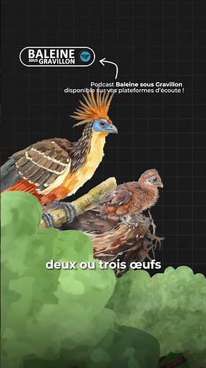 L'hoazin huppé #biodiversité #animaux #baleinesousgravillon