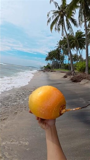 Lost Golden Coconut in the Sea