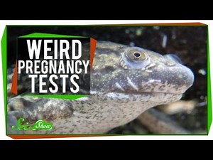 Nerdfighteria Wiki - Weird Pregnancy Tests