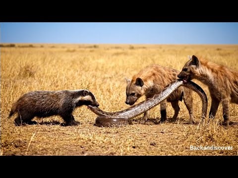 honey badger, hyena vs python#who wins#discovery
