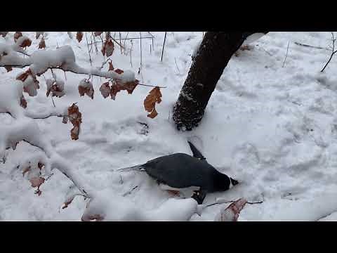 Penguins playing in snow at Pittsburgh Zoo