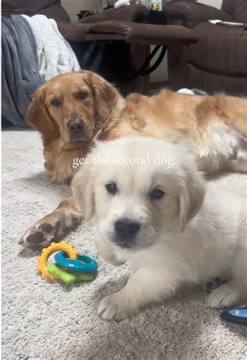 always get the second dog 🥹❤️ #goldenretriever #goldenretrieverlife #goldenretrieverpuppy #puppy #dogsoftiktok