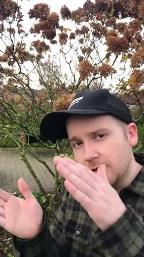 Opstamning af Syrenhortensia - Opstamning af træer og buske #shorts