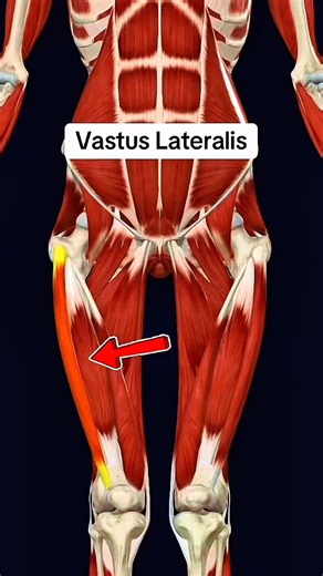 94K views · 1.3K reactions | Vastus lateralis #muscle #anatomy 例️‍♀️ | Dr. Ishtiaque Arafat | Facebook
