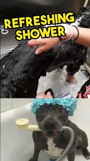 Grooming a Bernedoodle in 60 Seconds | Quick Dog Care Tips