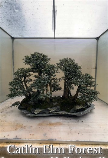 🌳INTERNATIONAL WOMEN'S DAY: Celebrating Women in Bonsai 🌳 Bonsai has incredible women artists, teachers, and practitioners whose work deserves recognition and celebration. Today, we're highlighting women who've shaped our collection and the art form: 🌿 Amy Liang — Created our stunning Green Island fig Ficus microcarpa a bonsai since 1965 🌿 Melba Tucker — wrote the book on forest plantings, like this Catlin Elm forest Ulmus parvifolia 'Catlin' a bonsai since 1973 🌿 Mary Corrington — creator 
