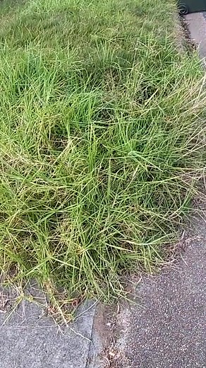 97K views · 1.3K reactions | Frontyard totally lost in a jungle of tall grass | Blade Mate Lawn Care | Facebook