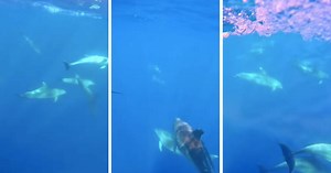 Watch: Large Dolphin Pod Filmed Off Maltese Coast