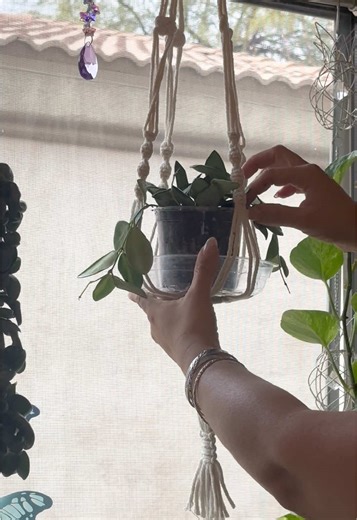 I just needed some paint! She needed some TLC 🌱❤️👌🏼😍#fyp #plantsoftiktok #houseplants #viral #plants