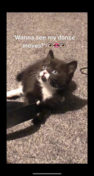 Toad has better dance moves than you. Dont deny it. 🐸#GenshinImpact34 #foryoupage #fyp #kittensoftiktok #dancing #dancer #kittendancing #cat #meow