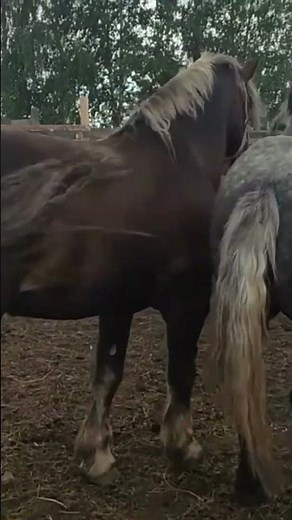 Stallion spins around the mares 2023 । Beautiful Horse