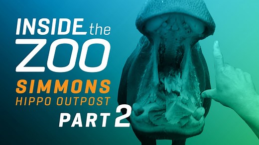 INSIDE THE ZOO | SIMMONS HIPPO OUTPOST PART II: We're back with another episode of #InsideTheZoo! We're taking you inside the Simmons Hippo Outpost to learn all about Boipelo and Adanna's training routines, diets, and more. What do you want to see next on Inside the Zoo?? | Dallas Zoo