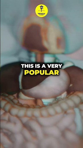 Uncover the Secret of the Islets of Langerhans!