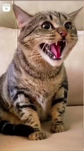 sjove katte - grinende katte videoer - grinende sjove katte - grinende - katte