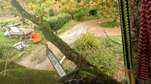 11 reactions | Crown raising 4 Oak trees ( Quercus robur ) over a...