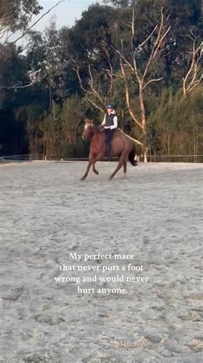 Understanding Equine Behavior: Mare vs. Gelding