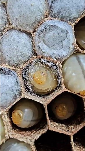 Wasp Larva Spinning Silk to Create Cocoons #insects #hornet #wasp