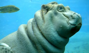 Hippo calf plays in San Diego zoo pool – video