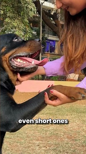 Perfect Rottweiler exercise routine