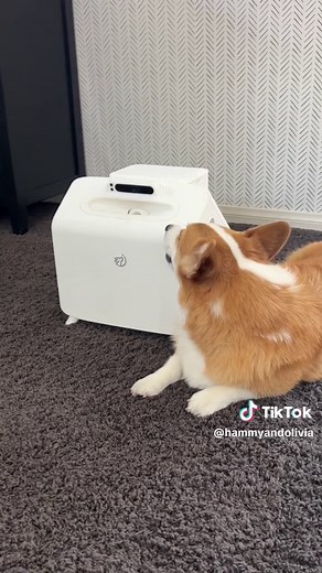 Did a robot just change my dog’s life? The future is here, so check the link in our bio if you want one #robot #doglife #doglover