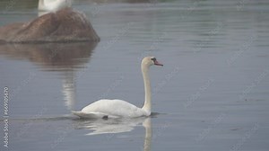 Wild mute swans (Cygnus olor) in the Baltic sea. Female swims
