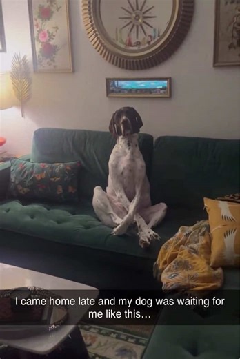 Hilarious Animals That Will Make You Laugh