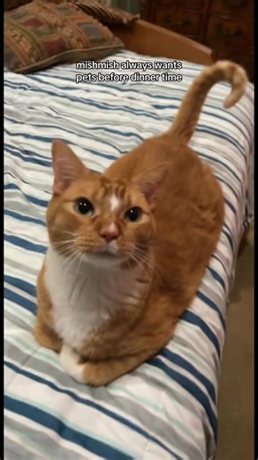 here’s a throwback video while i edit some new content for this page… sorry i abandoned it 😭 mishmish & coal are doing great ☺️ #orangecat #catsoftiktok #petsoftiktok