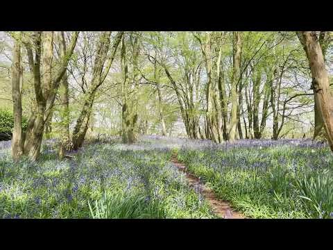 4K Bluebell woodlands | Bird Sounds for instant Stress Relief | Sleep | Meditation | Reading