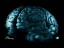 El cerebro masculino