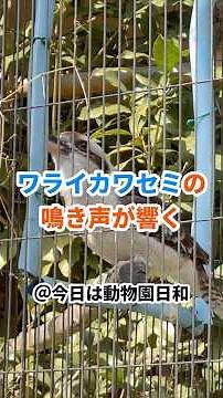 【東山動植物園】ワライカワセミの鳴き声が響き渡る