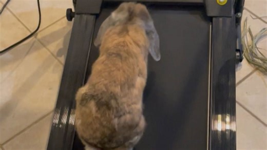 Determined rabbit encounters humorous challenges while using owner's treadmill for the first time