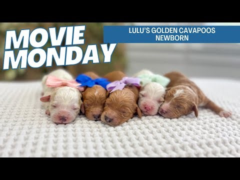 Lulu'a Golden Cavapoos Newborn