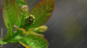 Smoke Tree flowering and listening in spring (Cotinus coggygria) - (4K)