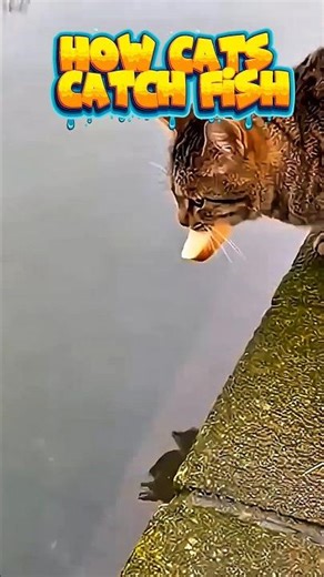 how a cat catches fish with a piece of bread as bait#shrots #cat #fish